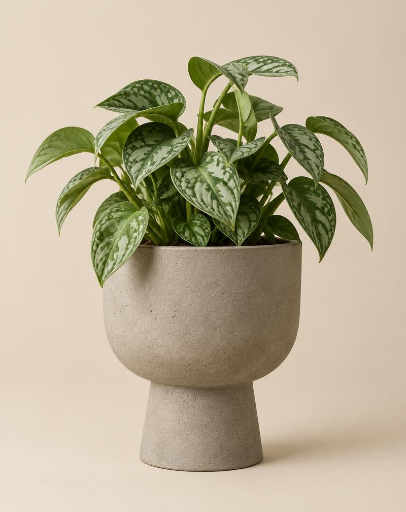 Concrete Bowl Planter